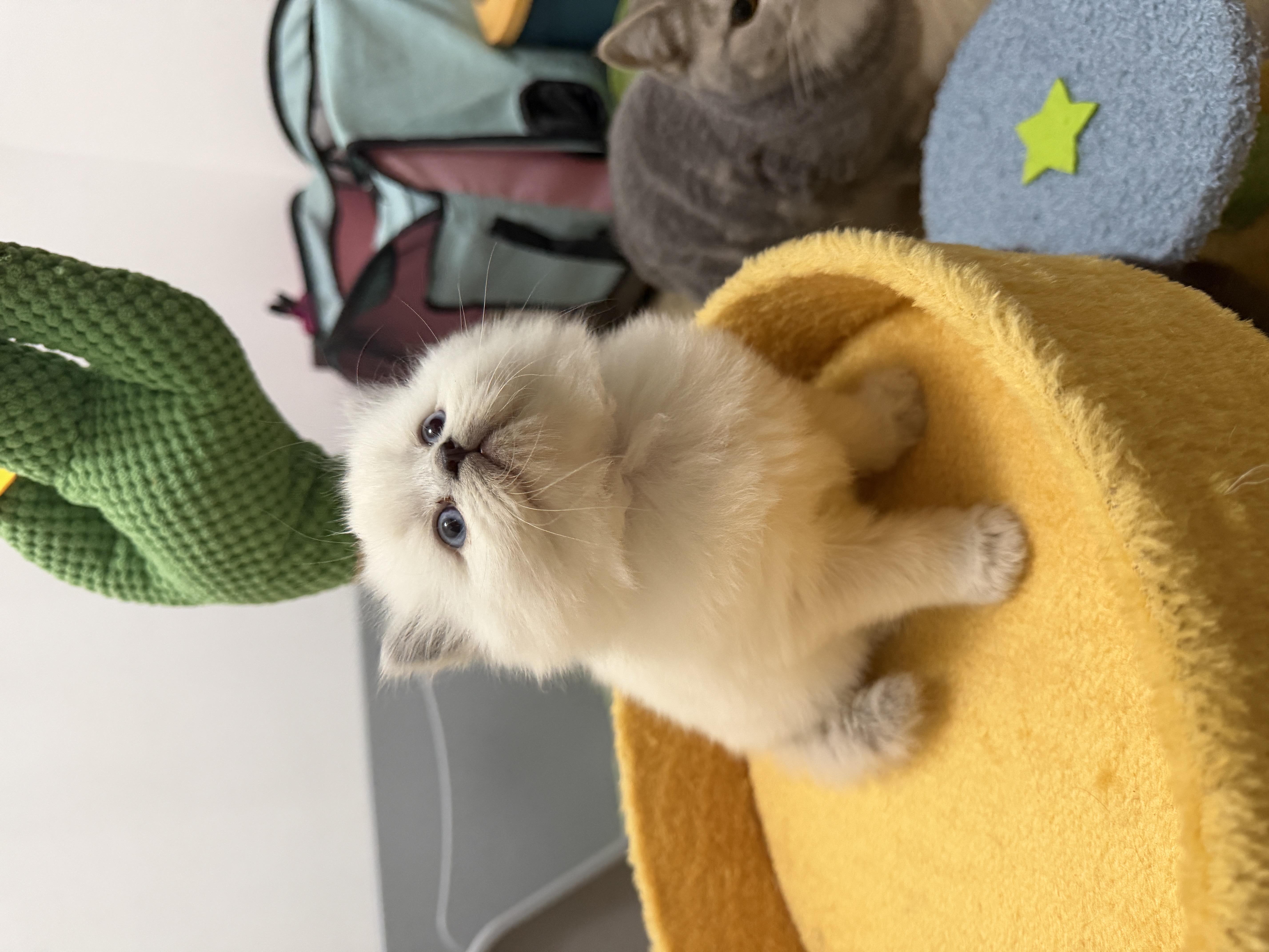 英短重点色长毛猫，大包子脸，活泼可爱，无病无险，两针疫苗